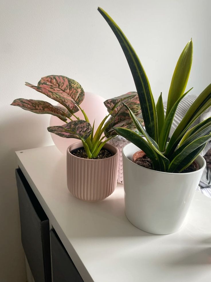 Snake plant and Aglaonema in pastel pots