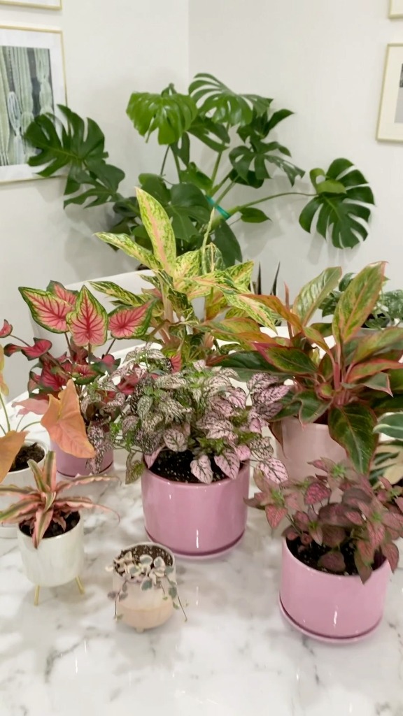 Assorted pink tropical plants on marble table